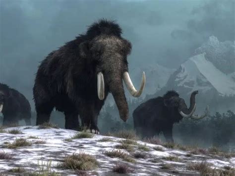 Are Scientists Trying To Bring Back Woolly Mammoths Sciquest