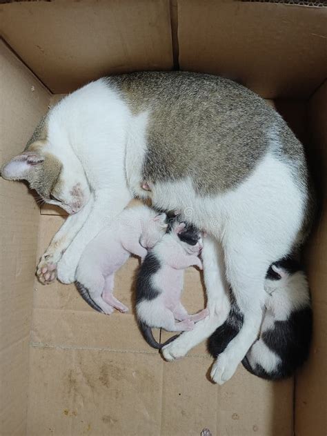 Sleeping Kitten with Their Mother in a Box Stock Photo - Image of mother, sleeping: 280183878