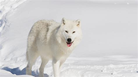 Why Are Arctic Wolves Endangered - Arctic Wolves Status - SciQuest