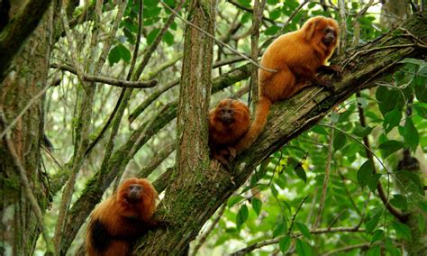 Após Quase Ser Extinta População De Micos Leões Dourados Volta A Crescer