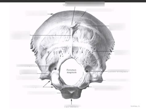 Os occipitalis Diagram | Quizlet