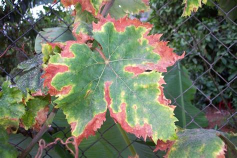 Maple Tree Diseases and How to Treat Them - Lawnstarter