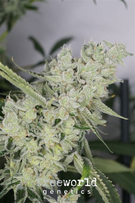 Sandbox – FreeWorld Genetics