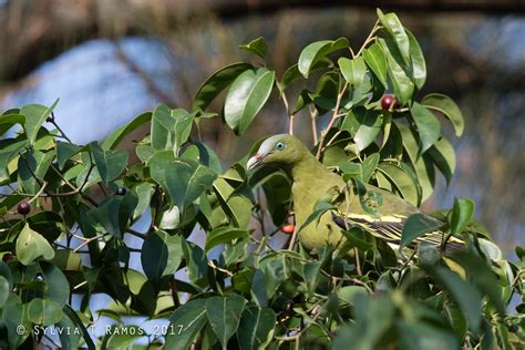 Philippine Green Pigeon Tonjiandsylviasbirdlist