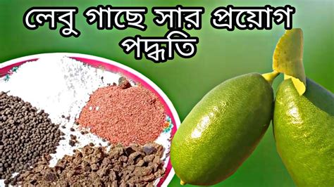 লেবু গাছে সার প্রয়োগ পদ্ধতি Fertilizer Application Method On Lemon