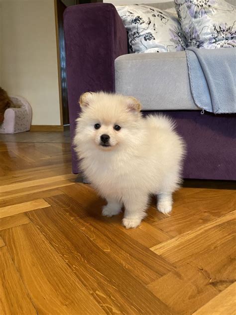 Szpic Miniaturowy Pomeranian Ychlin Olx Pl