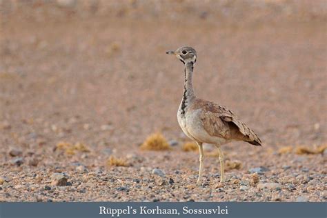 Namibia Birding Safari Birding In The Desert Nation 2021