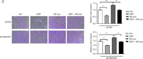 CD163 TAMs Exosomes Can Promote The Adhesion And Migration Of EOC