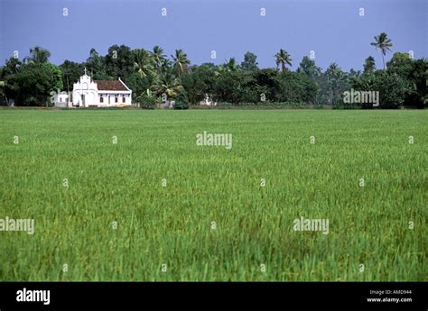 White church beyond a green paddy field in Kerala India Stock Photo - Alamy