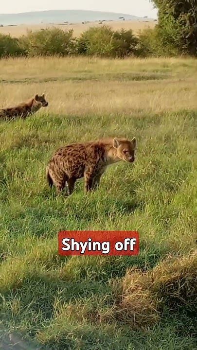 DYK a group of hyenas is called a clan #shortsvideo #wildlife #hyenas