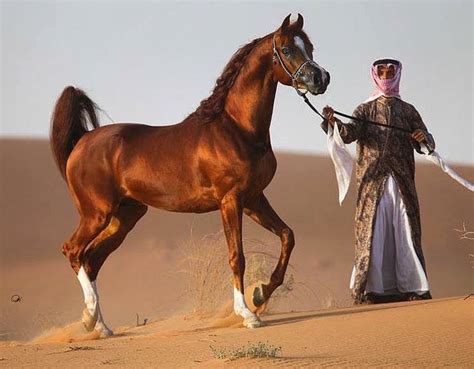 289 best Arabian Horses in the Desert images on Pinterest | Arabian ...