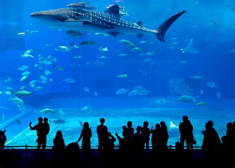 Why Do Sharks in Aquariums Not Eat the Fish? | Animal Pickings