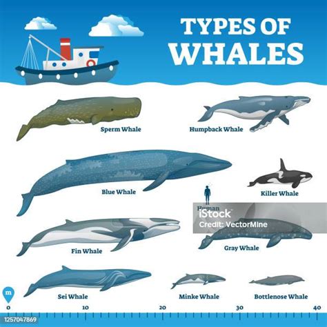 Types Of Whales Educational Labeled Wildlife Comparison Vector ...