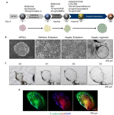 Generation Of Hipscs Derived Hepatic Organoids A Schematic Diagram