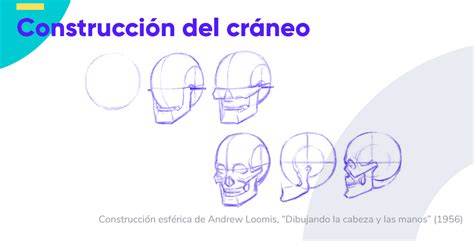 Guía Dibujo Desde Cero La Cabeza Y La Cara Crehana