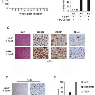 Expression Of Cdk4 In Cdk4 Knockout Glial Cells Restores Development Of