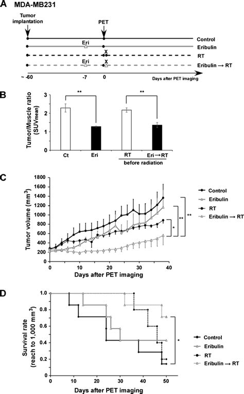 The Combination Of Eribulin And X Ray Irradiation Causes Significant