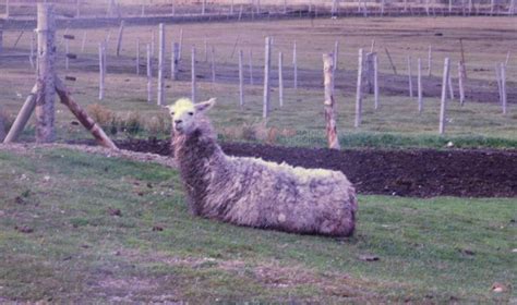 La Llama Se Recupera Favorablemente Tras El Brutal Ataque De Unos Perros