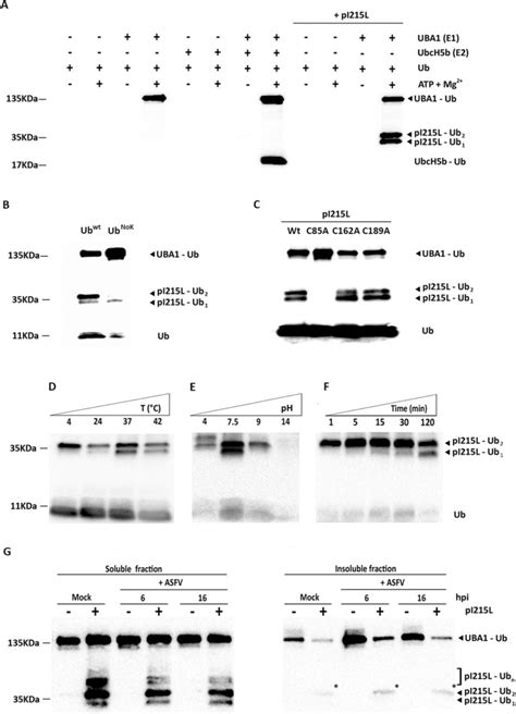 African Swine Fever Virus Encodes For An E2 Ubiquitin Conjugating Enzyme That Is Mono And Di