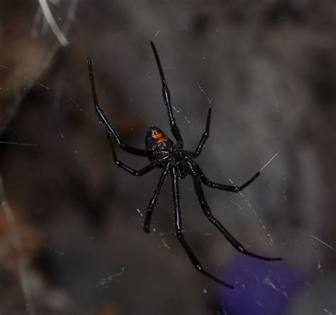 File:Western Black Widow (Latrodectus hesperus).jpg - WikEM