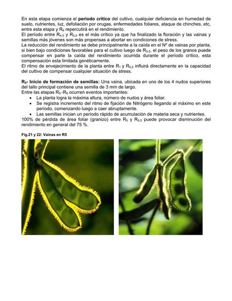 PDF FASES DE DESARROLLO DEL CULTIVO DE SOJA DOKUMEN TIPS