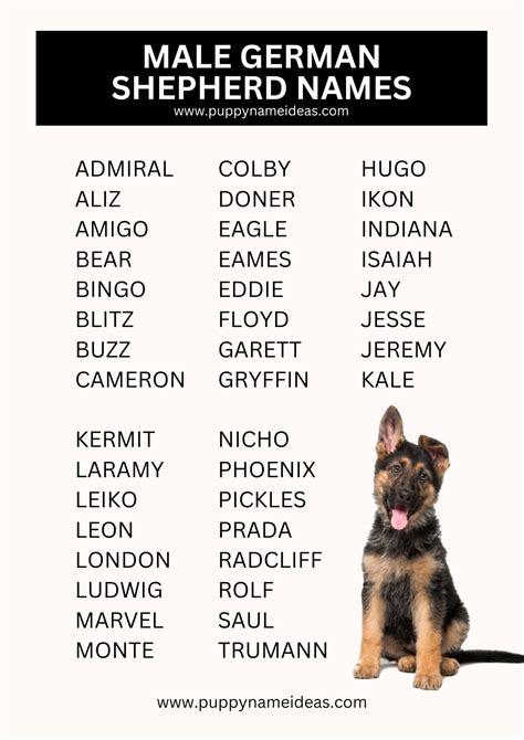 380+ German Shepherd Names (With Meanings)