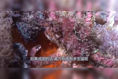 男子把老鼠扔进了鱼缸里，食人鱼遇到老鼠，结果会怎么样？老鼠鱼缸结果