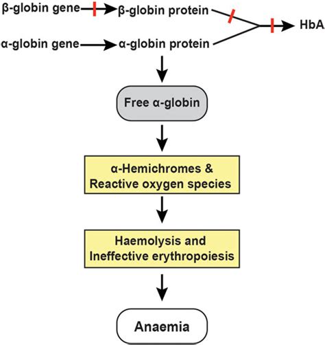 Frontiers Genetic And Epigenetic Therapies For β Thalassaemia By