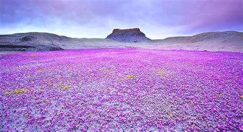 Miraculous phenomenon: the desert blooms after the rain