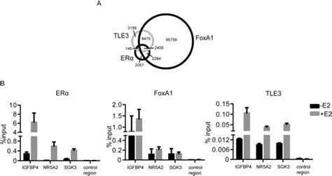 Foxa Er And Tle Share Several Binding Sites Throughout The Genome