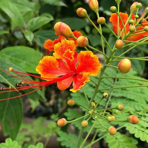 Caesalpinia Pulcherrima Peacock Flower Red Bird Of Paradise Kg