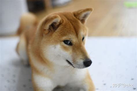 你们柴犬在哪里买的？价格多少？ 知乎