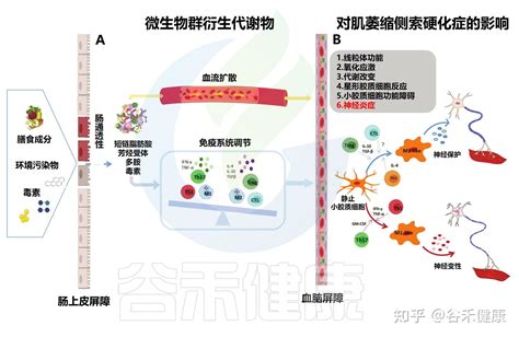 一文了解渐冻症发病机理及相关干预措施 知乎