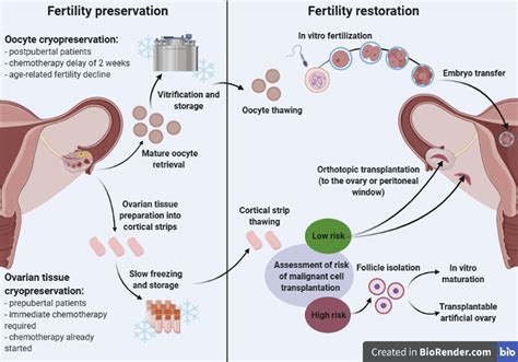 Transplantation Of Cryopreserved Ovarian Tissue In A Series Of 285