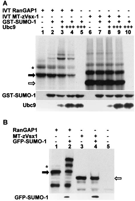 Ubc9 Interacts With A Nuclear Localization Signal And Mediates Nuclear