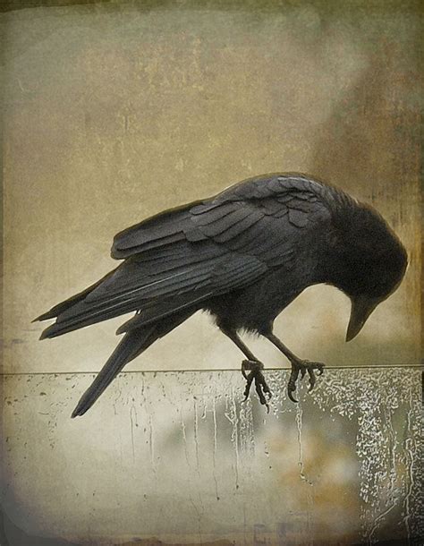 Crow Call Blackbird Singing Merle Quoth The Raven Crow Bird Raven Art Jackdaw Crows