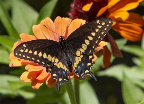 Black Swallowtail Male Papilio Polyxenes Photographed I Flickr