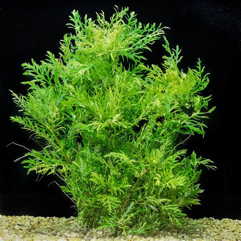 Hygrophila difformis — Florida Aquatic Nurseries