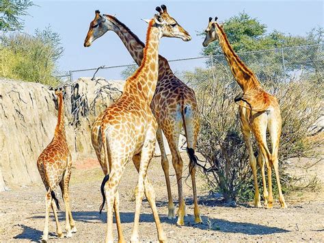 Explore a world of wildlife: Unveiling the wonders of Sharjah Safari ...