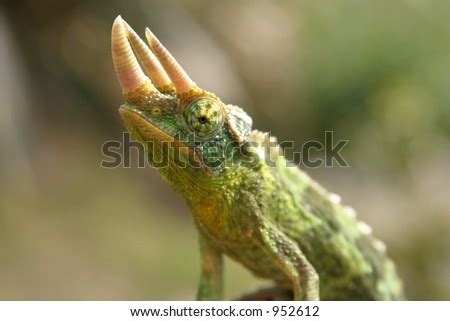 Jackson s chameleon Images - Search Images on Everypixel