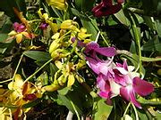 Category Close Ups Of Dendrobium Cultivars Flowers Wikimedia Commons