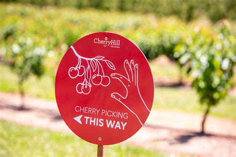 Pick Your Own Cherries at CherryHill Orchards