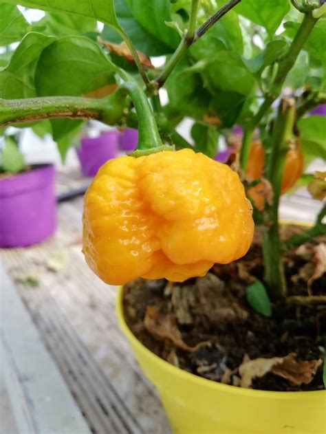 Trinidad Scorpion Moruga Yellow - aalamargherita.com