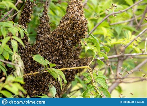 A Swarm Of Bees Settled And Gathered In The Shrubbery Stock Image