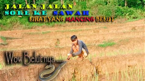 Sawah Desa Yang Banyak Belut Nya Sunda Tv Official Youtube