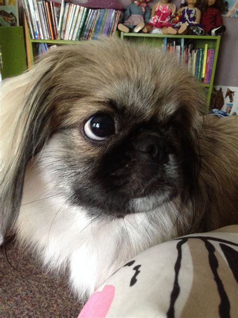 Cutest Peke Haircut Artofit