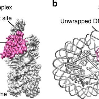 Cryo EM Structure Of Set2 Methyltransferase Bound To The NCP A Cryo EM