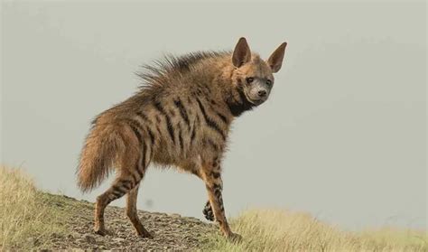 Striped Hyena | The Animal Facts | Appearance, Diet, Habitat, Behavior