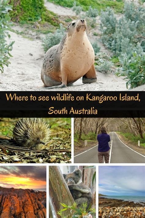 Kangaroo Island Animals and Where to See Them