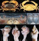 Scielo Brasil A New Species Of Kingsleya Crustacea Decapoda